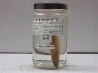 藏品(肩斑狗母魚)的圖片